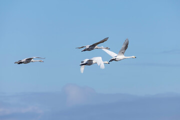 青空を優雅に飛ぶ白鳥
