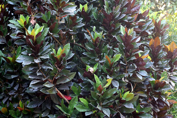 Lush bush with dark green and red leaves in sunlit garden