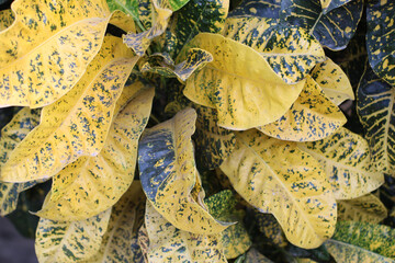 Vibrant yellow leaves of a lush indoor plant