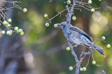センダンの実を食べるヒヨドリ