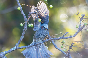 センダンの実を食べるヒヨドリ