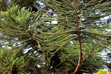 Close-up view of lush green pine needles on a branch