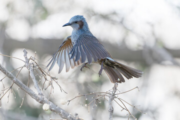 センダンの実を食べるヒヨドリ