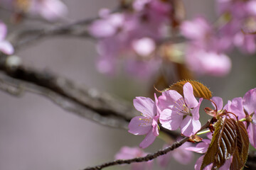 満開のサクラの花のクローズアップ
