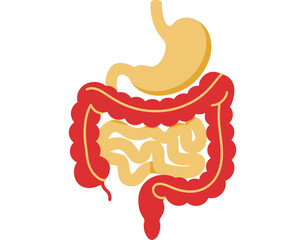 An illustration of the human digestive system including the stomach and intestines.