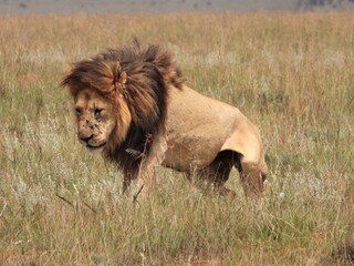 lion in the grass © Charlie