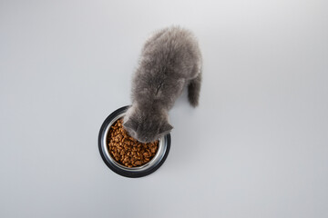 Cute grey kitten eating dry food from a metal bowl on white background. © Fatih