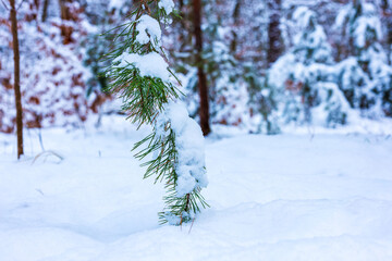 Vom Schnee bedeckte Tannen Nadeln.