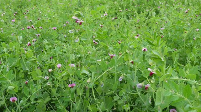 Lush Green Flowering Pea Field