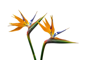 Photorealistic close-up of two vibrant Bird of Paradise (Strelitzia reginae) flowers with bright yellow sepals, deep purple petals, on a clean black background, minimalist floral art concept