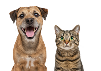cheerful brown and white border terrier with happy grin and pink tongue next to surprised brown tabby cat with wide green eyes, on a transparent studio background, funny pets concept