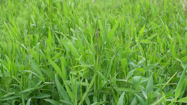 Spring field with growing Grass pea (Lathyrus sativus) plants
