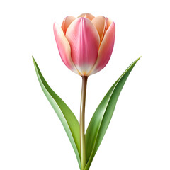 Pink tulip flower isolated on transparent background