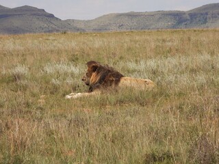 lion in the grass