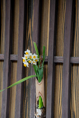 古い街並みの格子に飾られた花
