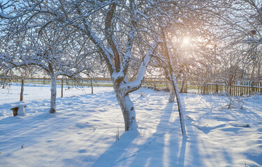 Apple orchard on a sunny winter day.