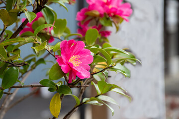 街角の満開のピンクのツバキ
