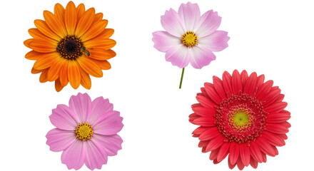 Macro studio shot of diverse flowers: orange osteospermum with bees, white-pink cosmos, fuchsia cosmos, and white-red gerbera, isolated on transparent, botanical diversity concept