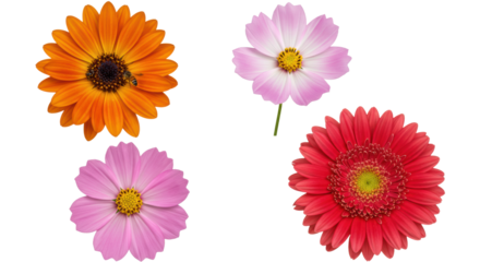 Macro studio shot of diverse flowers: orange osteospermum with bees, white-pink cosmos, fuchsia cosmos, and white-red gerbera, isolated on transparent, botanical diversity concept