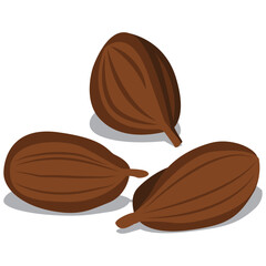 beech nuts, triangular, oily nut vector.