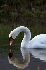 Fototapeta premium Swan looking at its own reflection in the water