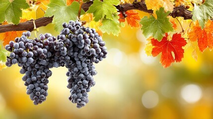 Ripe Grapes Hanging from Vine Branch.