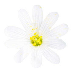 Wild white flower Rabelera (Rabelera holostea) or greater stitchwort macro shot in PNG isolated on transparent background