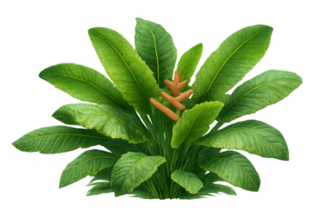 Bushy tropical foliage with large green leaves and a central orange inflorescence. Isolated on a transparent background