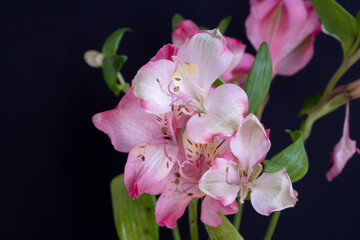 黒背景のピンクのアルストロメリア
