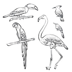 Tropical birds set including toucan, parrot, flamingo and hoopoe in vector line illustration on white background, clean wildlife graphic ideal for logos, prints, posters, packaging and branding. © Alona