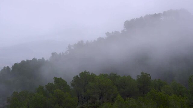 Misty Mountain Forest Landscape with Dense Fog and Layered Trees