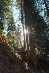 Mountain slope with trees and sunlight breaking through