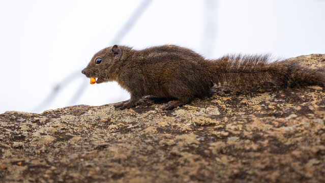 Dusky striped squirrel (Funambulus obscurus) on a lichen-covered rock while nibbling food in a cool montane grassland habitat