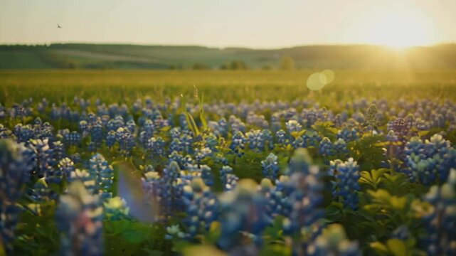 Time-lapse lush green bluebonnets, transition late afternoon sunlight golden sunset twilight soft wind motion flowers, floating petals sky transforming warm orange, pink, purple hues. Cinematic 4k