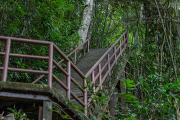 Sturdy staircase with metal railings ascending through dense bamboo forest, Khao Yai, Thailand