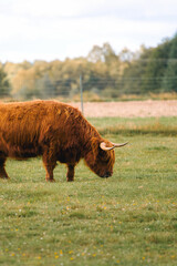 Horned farm cattle in sunny field
