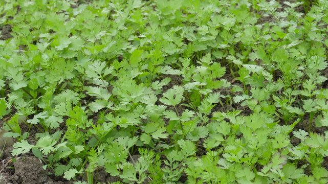 Lush green coriander, cilantro, dhania field