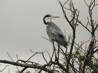 great blue heron