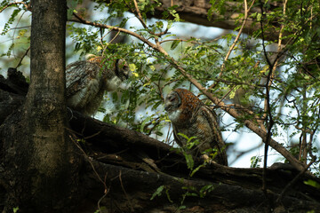 A detailed portrait of a Mottled wood owl resting on a textured tree branch. The nocturnal bird of prey is captured in its natural forest habitat, highlighting its camouflage and majestic presence.
