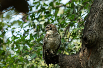 A detailed portrait of a Mottled wood owl resting on a textured tree branch. The nocturnal bird of prey is captured in its natural forest habitat, highlighting its camouflage and majestic presence.