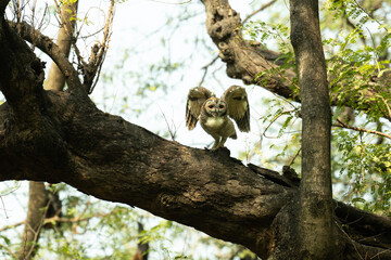A detailed portrait of a Mottled wood owl resting on a textured tree branch. The nocturnal bird of prey is captured in its natural forest habitat, highlighting its camouflage and ready to fly.