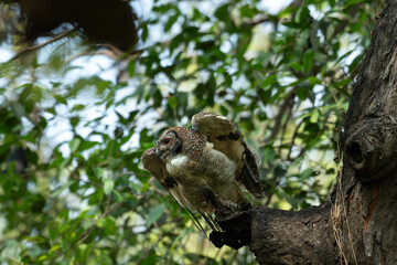 A detailed portrait of a Mottled wood owl resting on a textured tree branch. The nocturnal bird of prey is captured in its natural forest habitat, highlighting its camouflage and ready to fly.