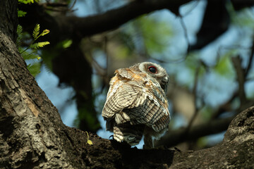 A Juvenile Mottled wood owl perched on a dry tree branch with background is blurred with tree and leaves.