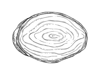 Oval shape tree slice vector isolated illustration in top view. Monochrome cross section of wooden trunk linear ink sketch. Black and white textured surface with ripple rings graphic sketch