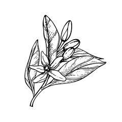 Citrus branch with leaves, blooming flower, buds monochrome vector illustration painted by black inks. Etching drawing of mandarin, orange or lemon blossom plant