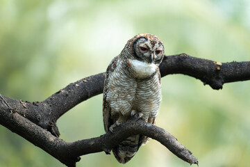 A detailed portrait of a Mottled wood owl resting on a textured tree branch. The nocturnal bird of prey is captured in its natural forest habitat, highlighting its camouflage and majestic presence.