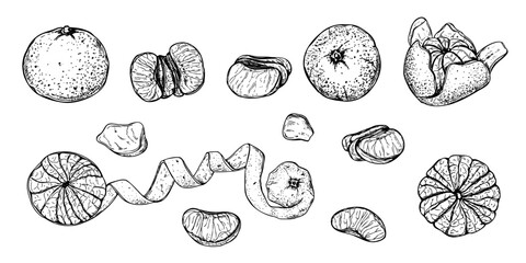 Mandarin orange or tangerine clip art vector isolated illustration. Peeled fruit, fruits in in peel, slices line art black ink sketch. Etching drawing of sweet citrus clementine