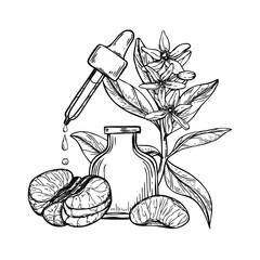 Mandarin orange essential oil, blooming citrus branch, fruit slices and aromatic glass bottle line art black ink composition. Pipette with falling oil drops, tangerine plant hand drawn illustration
