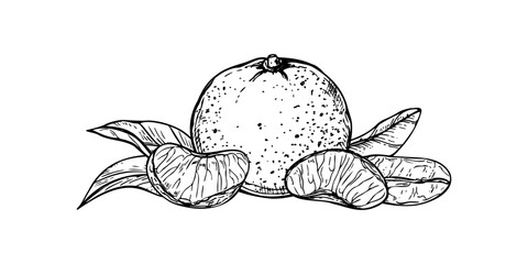 Whole and sliced tangerine mandarin orange with leaves monochrome outline vector black ink composition. Sweet juice citrus fruit, in peel and peeled slices isolated liner illustration.