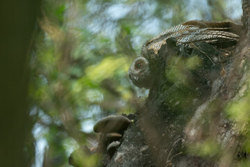 A Juvenile Mottled wood owl perched on a dry tree and ready to flight branch with background is blurred with tree and leaves.